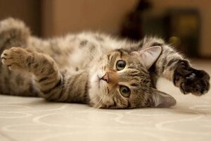 Gato chamado Senhor Dingols